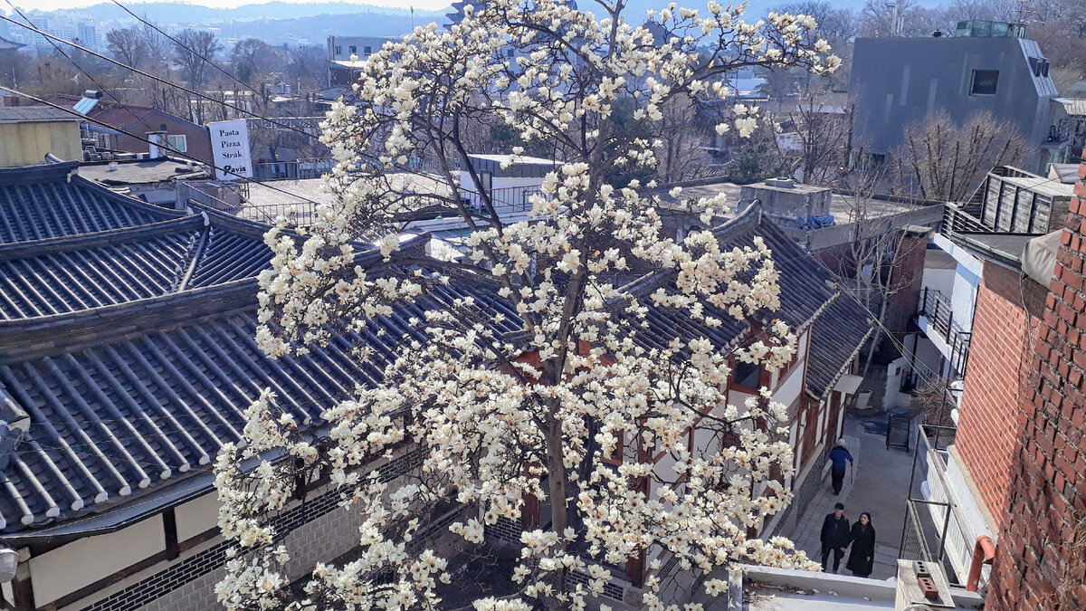 То самое дерево./Фото автора.