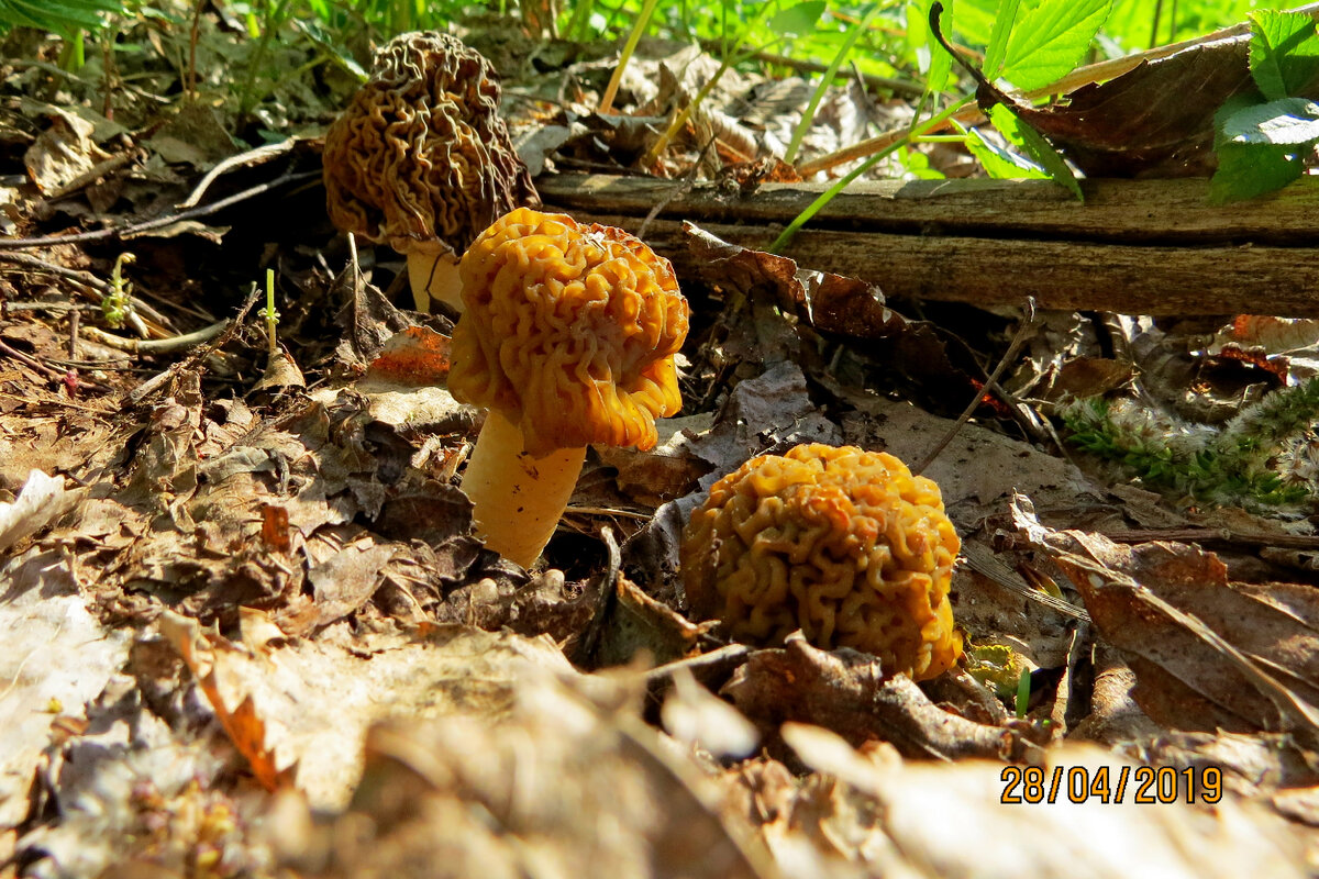 Редкий случай - под осинами, с дороги увиденными нашлось несколько шапочек.