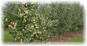 Многие видели или слышали о низкорослом саде, где все деревья маленького роста. Это не сказка, а вполне реальное явление. Такое чудо как карликовые яблони сегодня доступны каждому. Их все чаще можно встретить в Подмосковье. Деревья привлекают к себе внимание не только своим ростом, но и особенностью количества плодов на ветках, приятными вкусовыми качествами. Уход за карликовыми яблонями тоже не вызывает сложности.