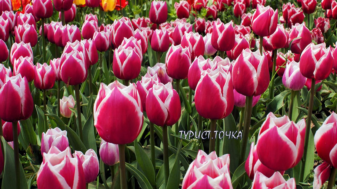 Парад тюльпанов в Никитском ботаническом саду. Сорт Dutch Design. Листайте галерею
