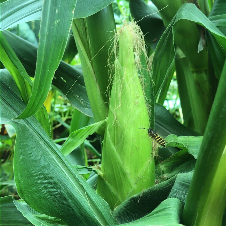 Кукурузная грядка в огороде. г Новосибирск 