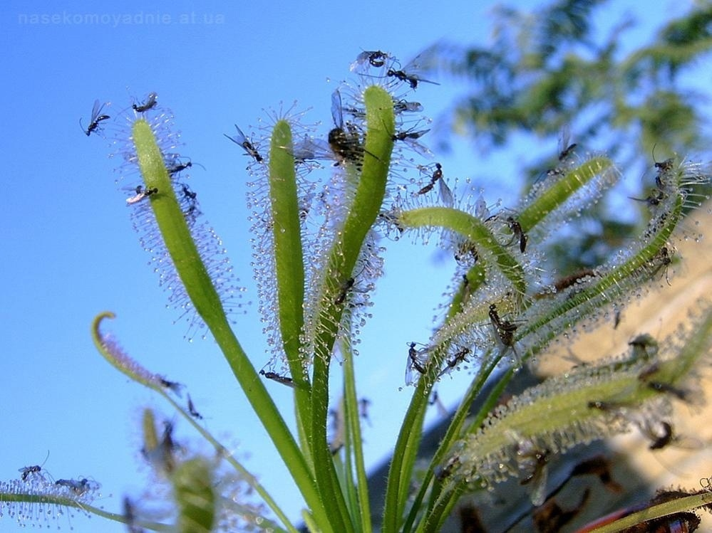 мухоловка сотого левела