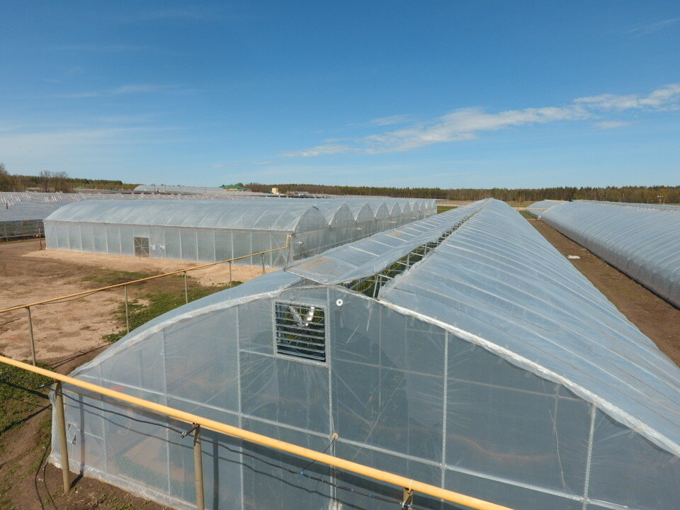 Фото 1. Туннельная теплица с двусторонним верхним коньковым проветриванием.