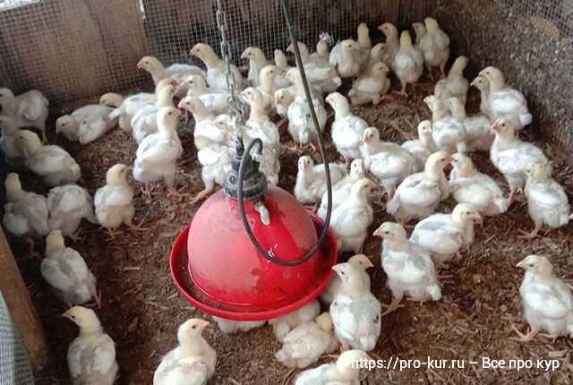 Правильное содержание и кормление