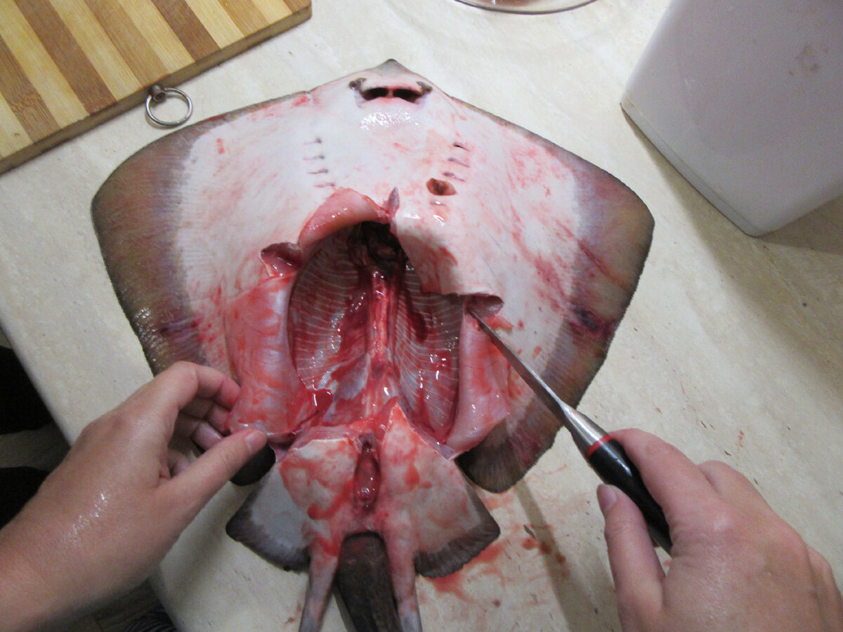 разделка ската