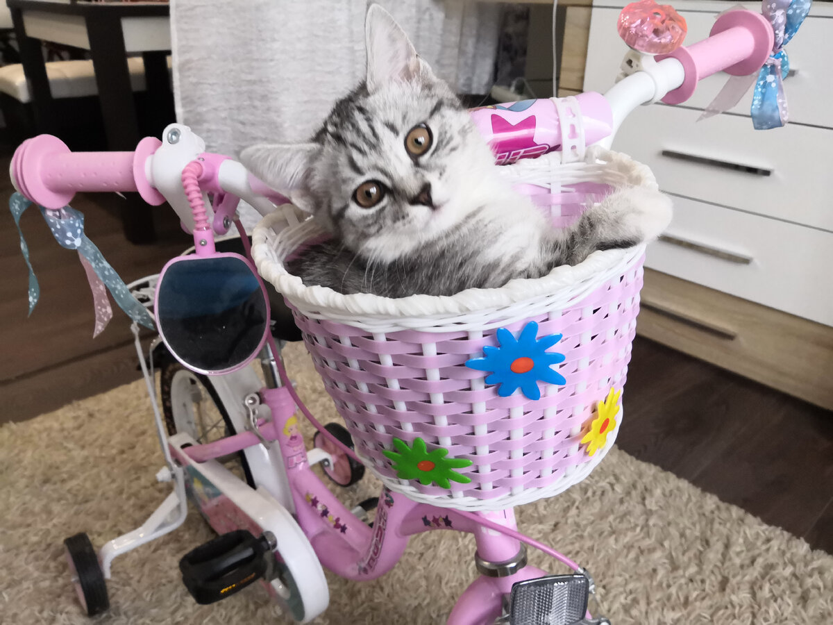 Кошка Ириска 3 месяца