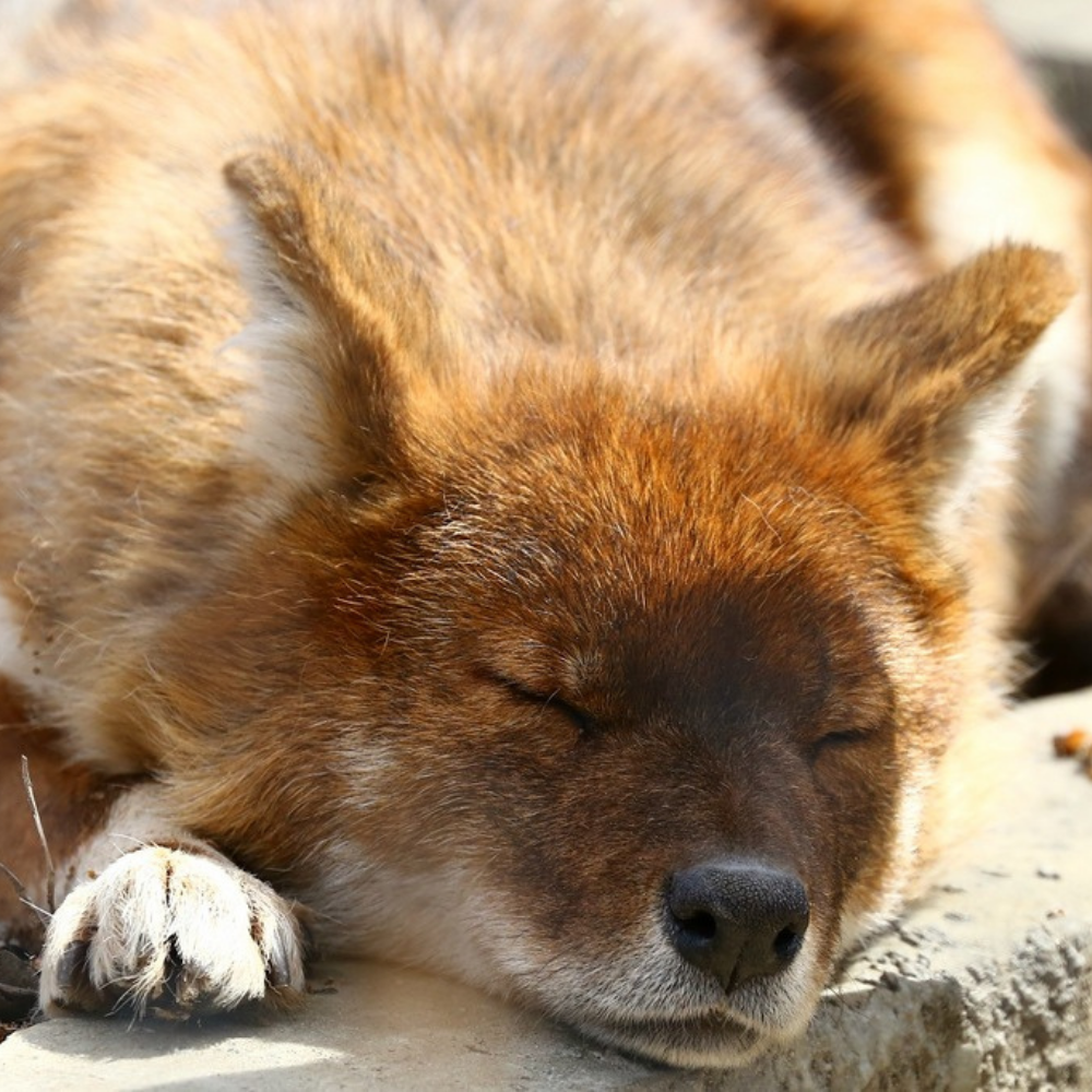 Зато когда спит можно погладить. Наверное
