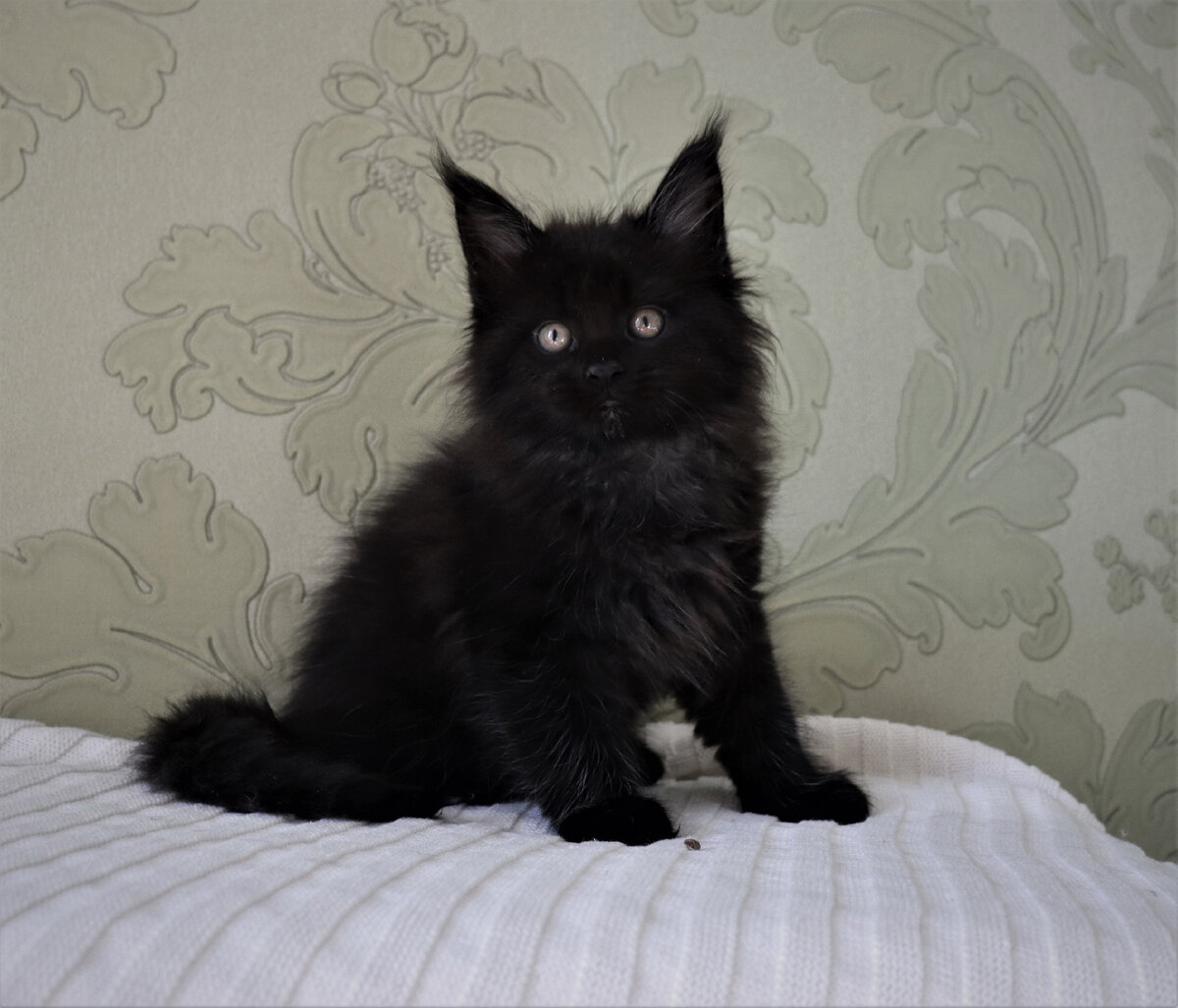 Фото из личного архива. Котенок мейн-кун черного солидного окраса