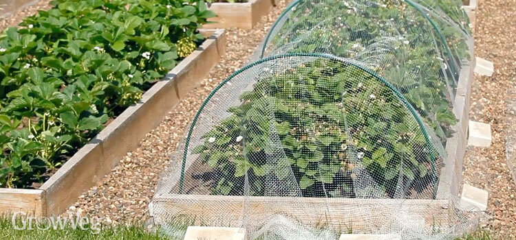 Выращивание нескольких сортов клубники продлит урожай