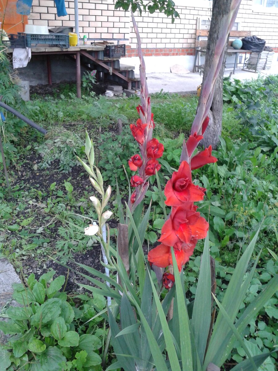 наша Клумба (фото автора)