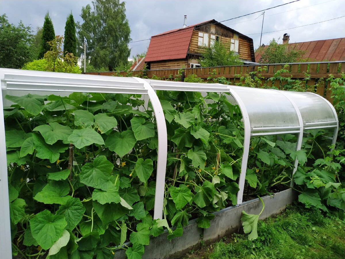 Парник из труб своими руками фото. Теплица огуречник из поликарбоната. Огуречник парник. Парник из труб ППР 20мм. Стальной парник Агрощит.