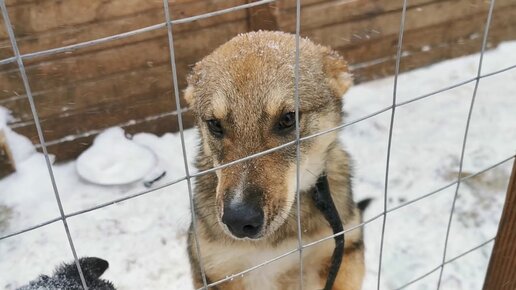 Жизнь бездомного щенка в приюте История спасения Лучика Он ищет своего человека Помогите Новосибирск