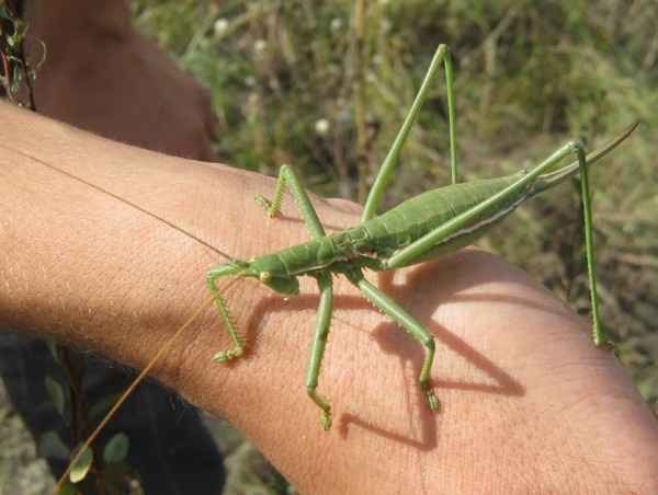 Всегда поражаюсь смелости таких людей!  фото О.А. Полумордвинова