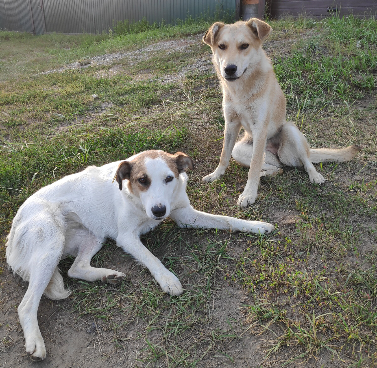 Фото из архива автора. Лайма-белая, Джессика-палевая.