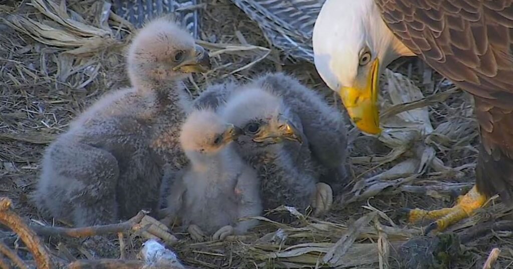 Взято из свободных источников