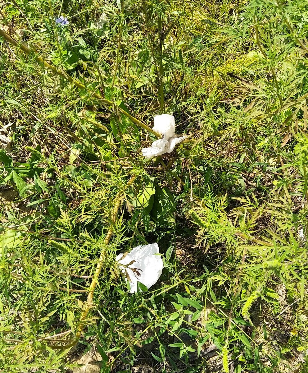 Супсех. Фото автора