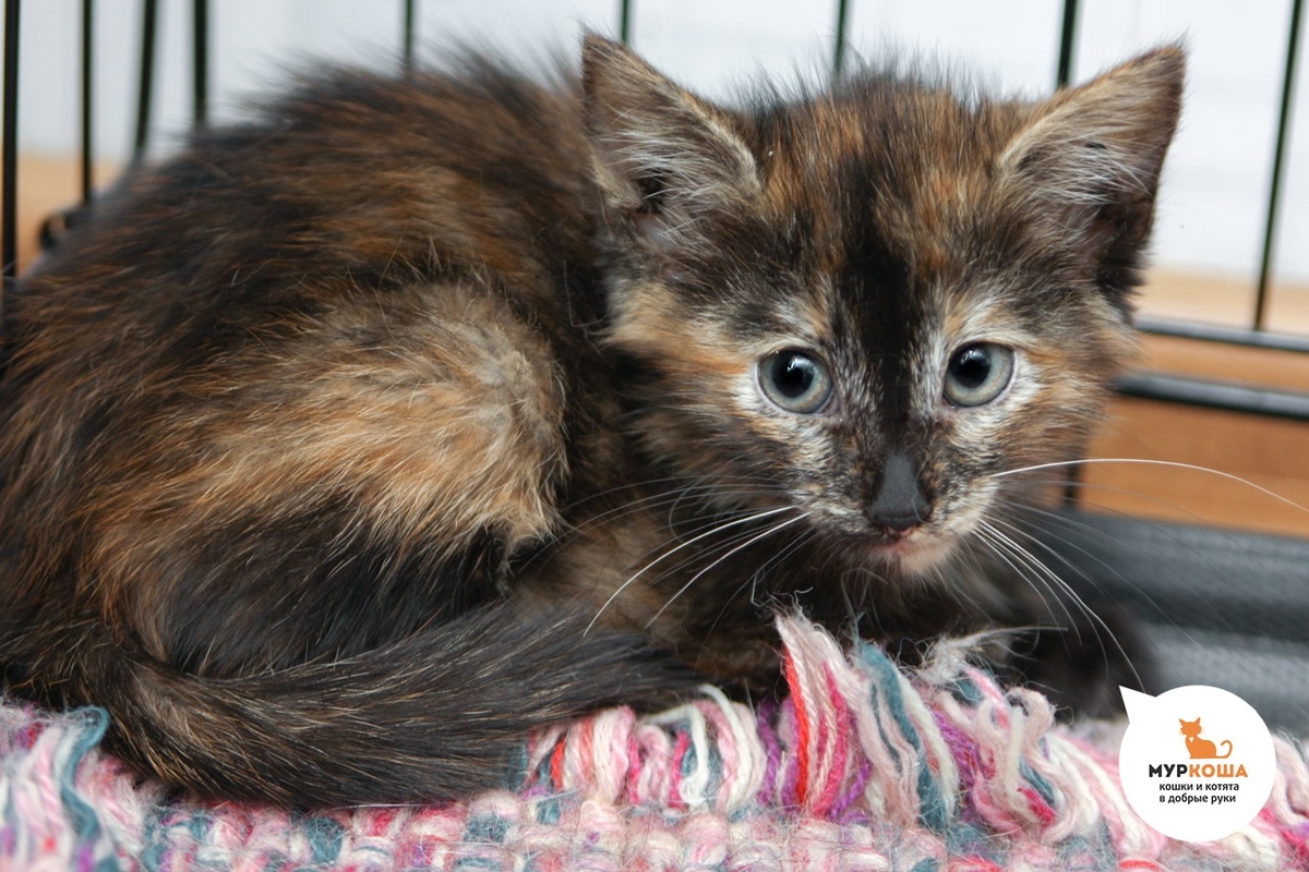 Крошка Фудзи