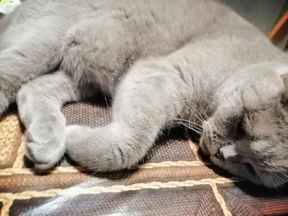 Лежит, будто бы грустит. Так и хочется прижать, приголубить. Но он не дастся. Не нужны ему телячьи нежности.