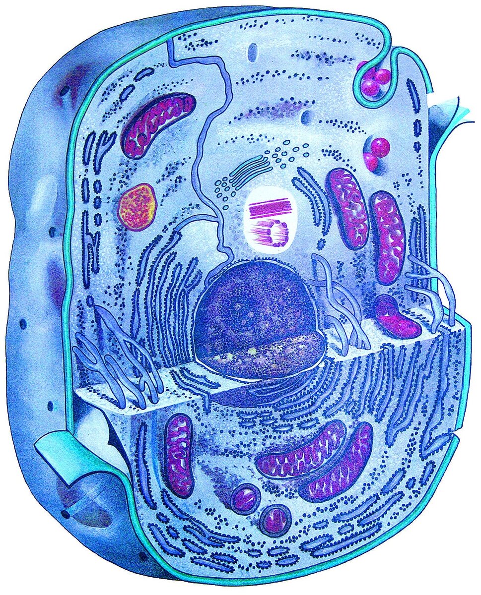 Строение живой клетки рисунок