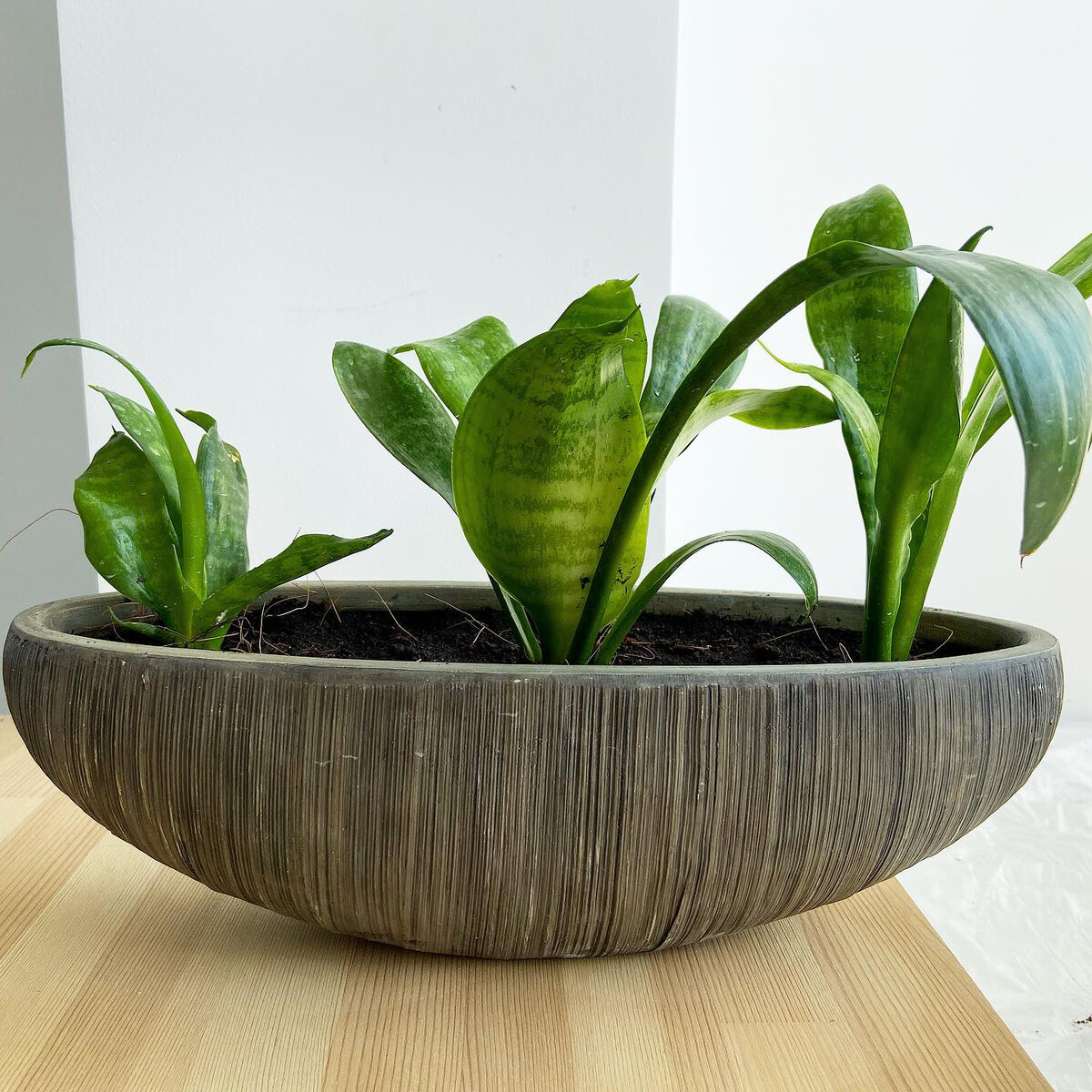 Сорт «Ханни»