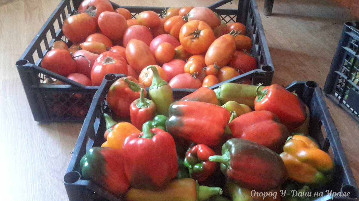 Радости не было предела в 2016 году