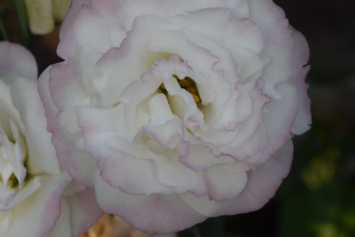 моя эустома очень похожа на розу(фото автора)2020