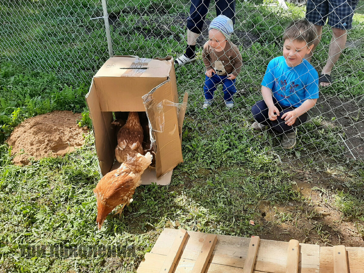 Весна 2021, только купили молодых кур