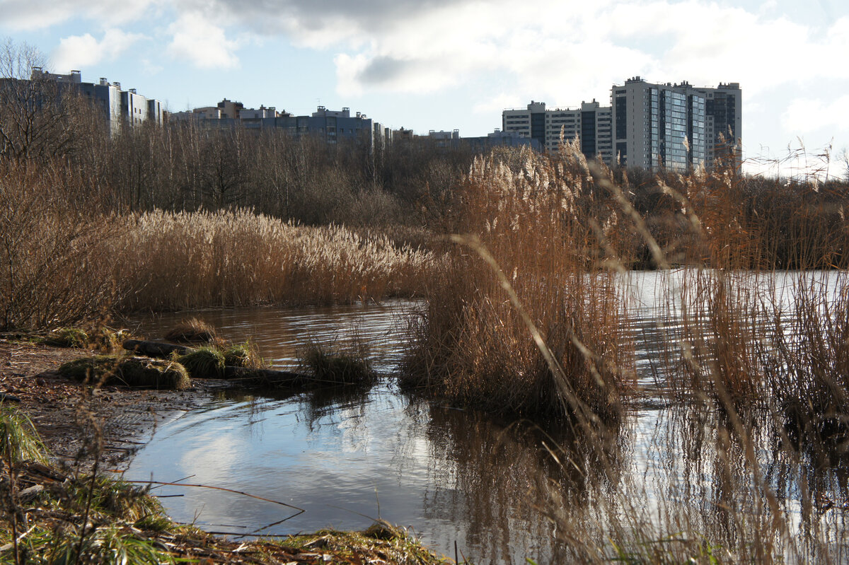 Вид на дома по Шуваловскому проспекту. 