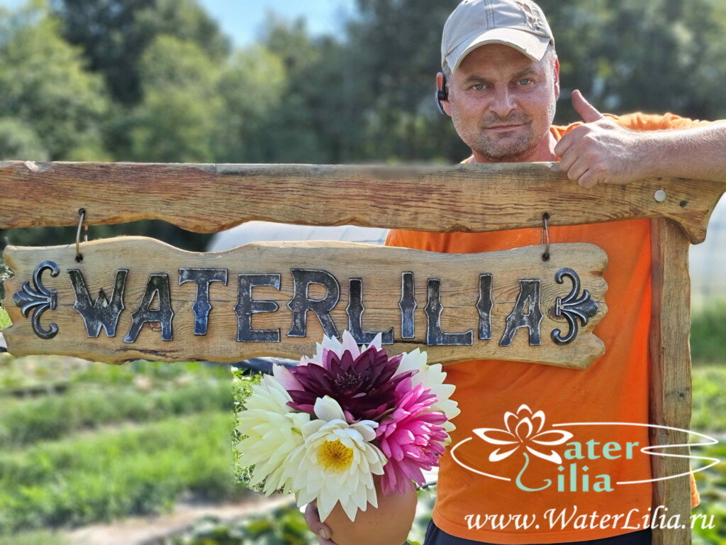 Питомник нимфей Waterlilia.ru 