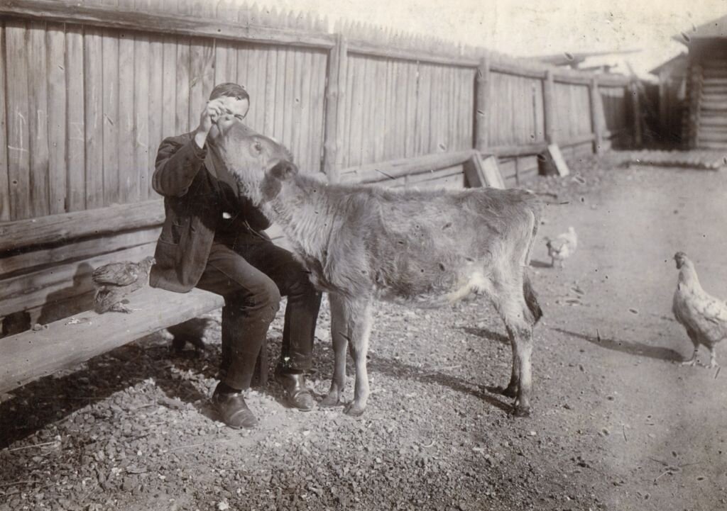 Александр Бейвель кормит теленка 