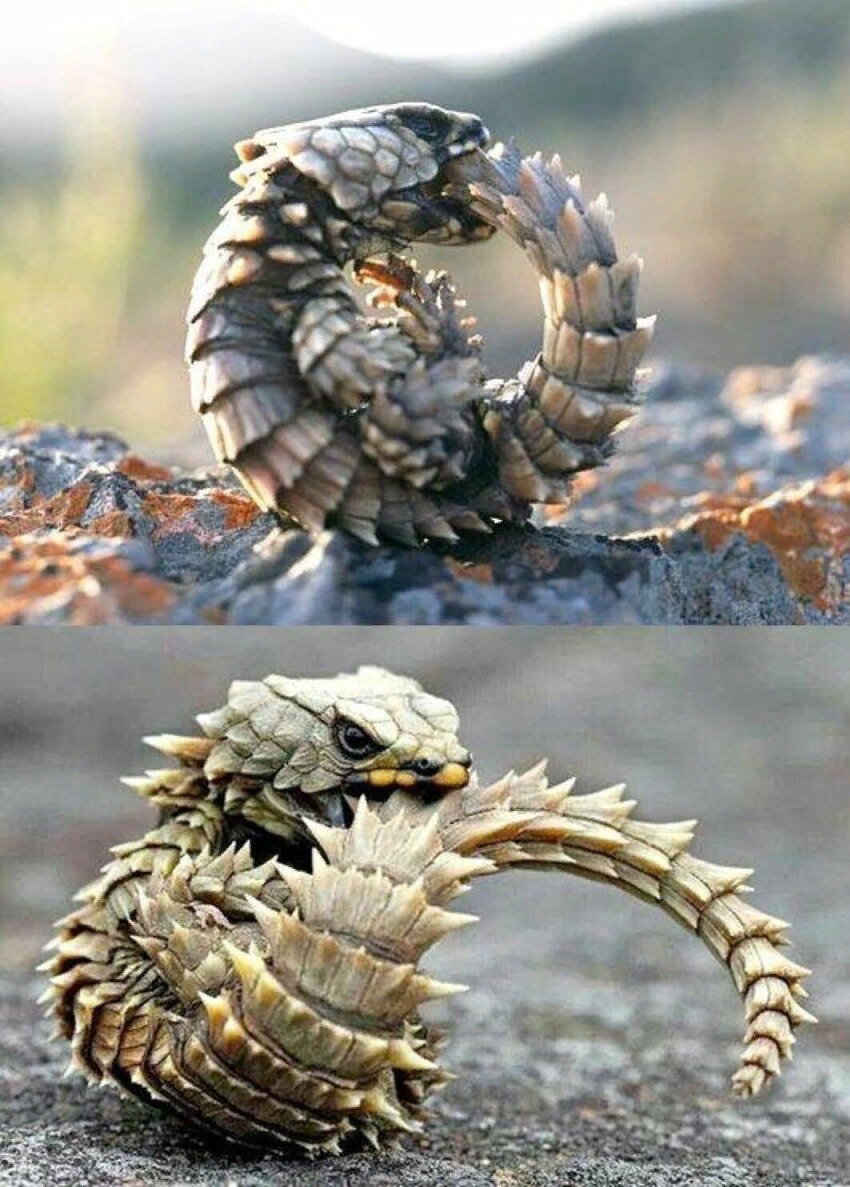Ящерица поясохвост. Кустарниковая гадюка (atheris. Похожие на драконов. Динозавр похожий на дракона. Суматранский летучий дракон.