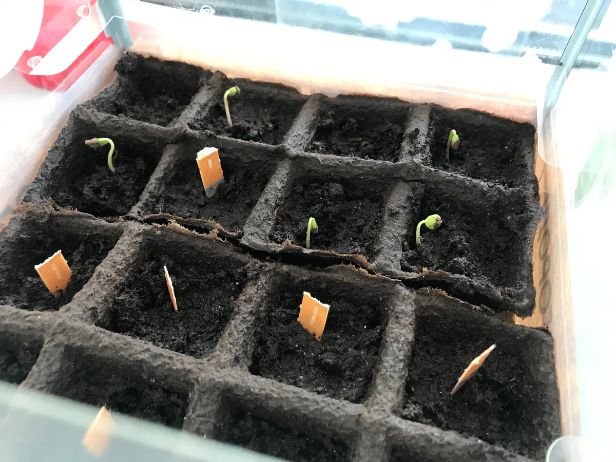 Медленно, верно растёт депозит, как ростки яблони. А может и не растёт. 