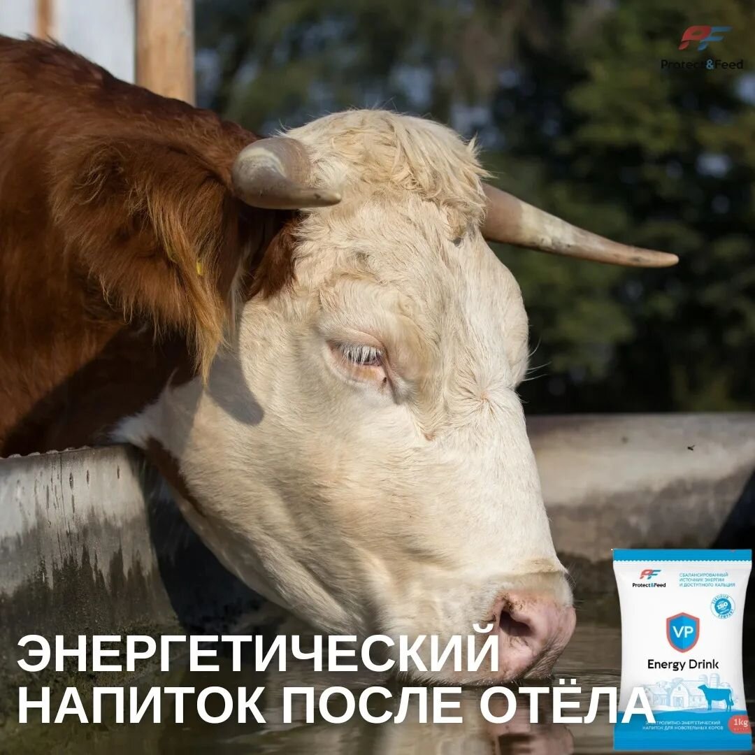 ЭНЕРГЕТИЧЕСКИЙ НАПИТОК ПОСЛЕ ОТЁЛА | Protect&Feed | Дзен