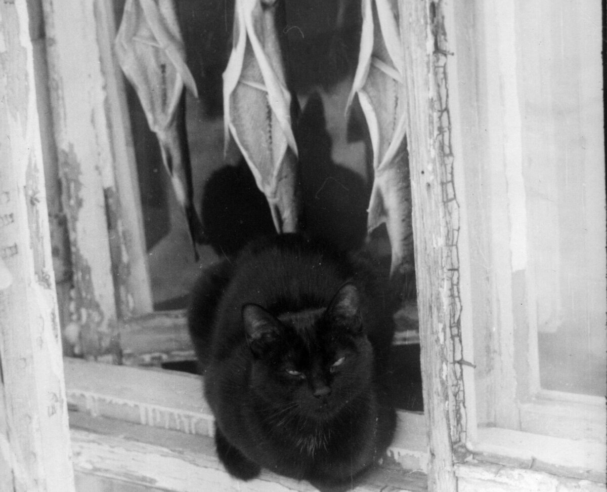 Это наша кошка, на рыбу не обращает внимания.