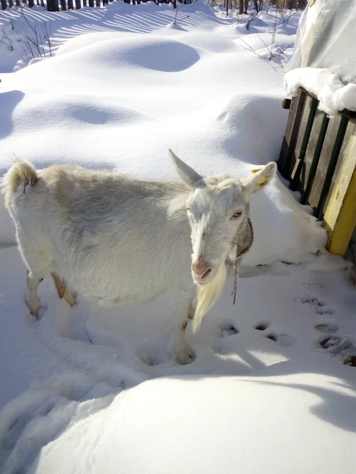 Добежали до беседки, тропинка кончилась. Роза спрашивает своим взглядом :"Куда дальше бежать?"