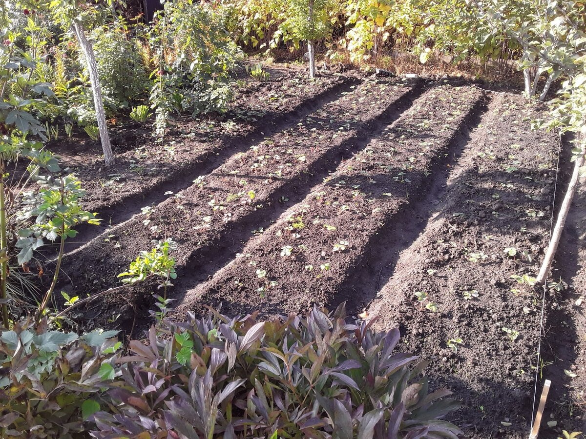 Здесь был бой за полоску земли, который я проиграла, поэтому цветник плавно переходит в земляничную грядку