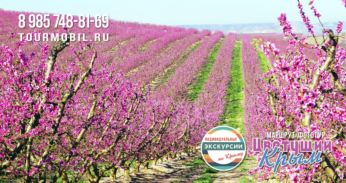 Апрель. Цветущий персиковый сад