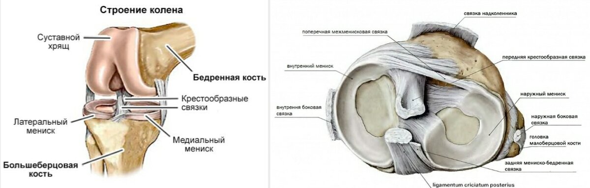 Коленный сустав анатомия связки надколенника