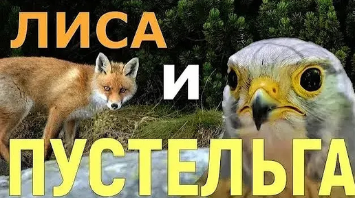 Лиса 🦊 и Пустельга 🦅 Шотландские сказки