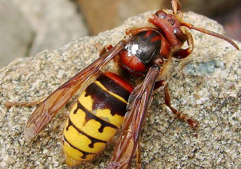 Фото шершня большого. Азиатский Шершень. Шершень Vespa crabro. Vespa mandarinia Шершень. Шершень обыкновенный Шершни.