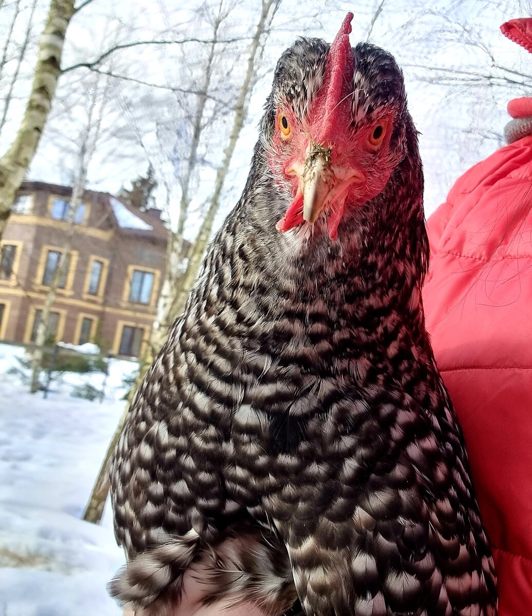 Моя Бобик. Мясной породы- Малин. 