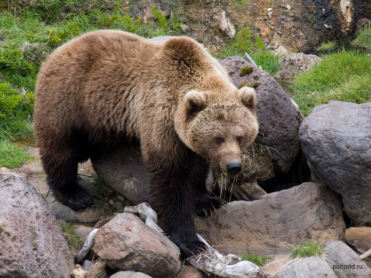 Животный мир бизнес. Бурый медведь Мурманской области. Бурый медведь Кольский полуостров. Камчатский бурый медведь. Висимский заповедник бурый медведь.