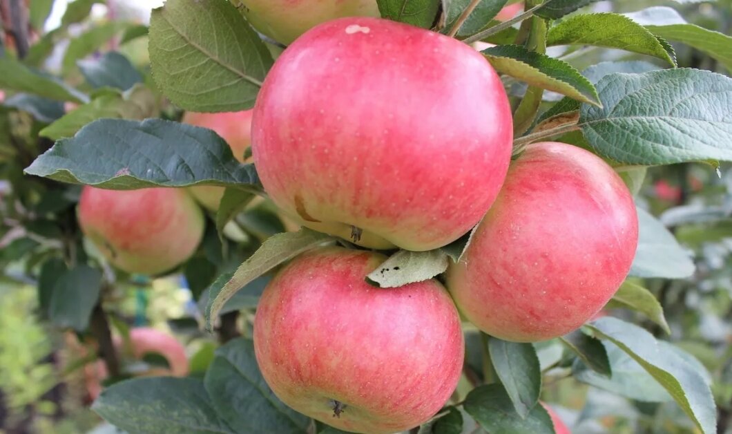 Яблоки с колонновидной яблони