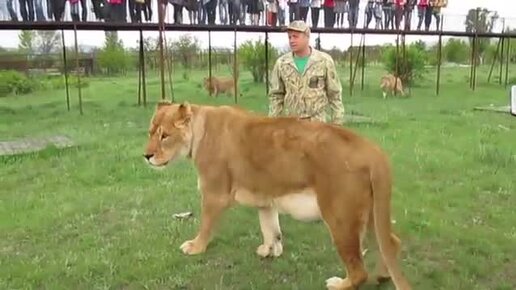 Тигролев Казимир - огромный хищник сафари-парка Тайган, который только через два года понял, что человек ему не враг