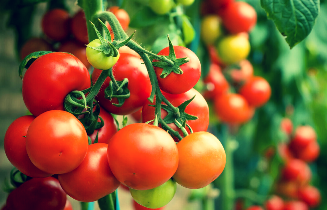 Красивые помидоры