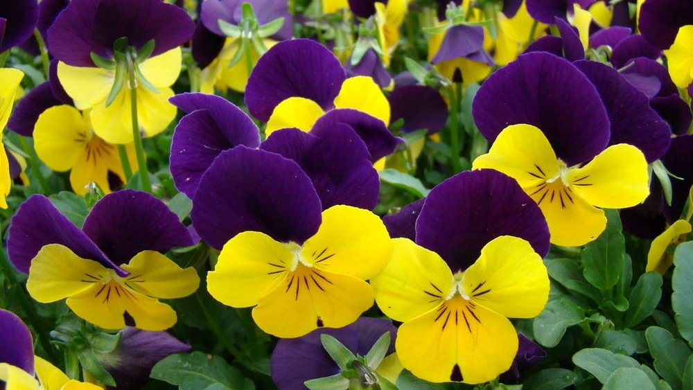 Виола подходит не только для декора десертов