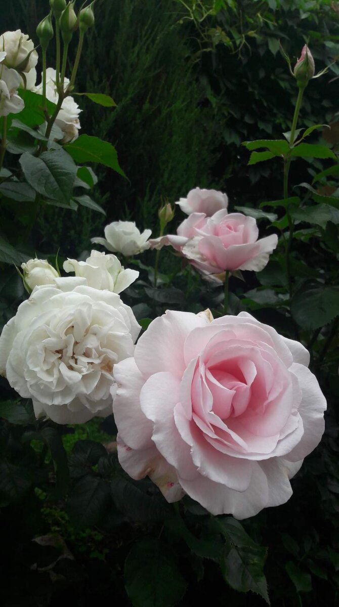 Крис Бердшоу (розовый) и Аннапурна (белая). Ч/г розы. 