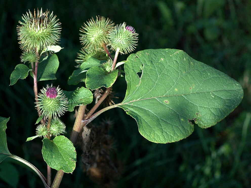 Arctium Lappa l