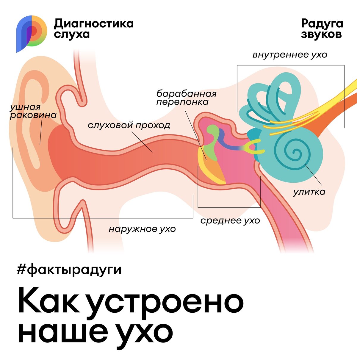 Уши 3 типа. Ухо наружный средний внутренний. Радуга из ушей. Как человек слышит.