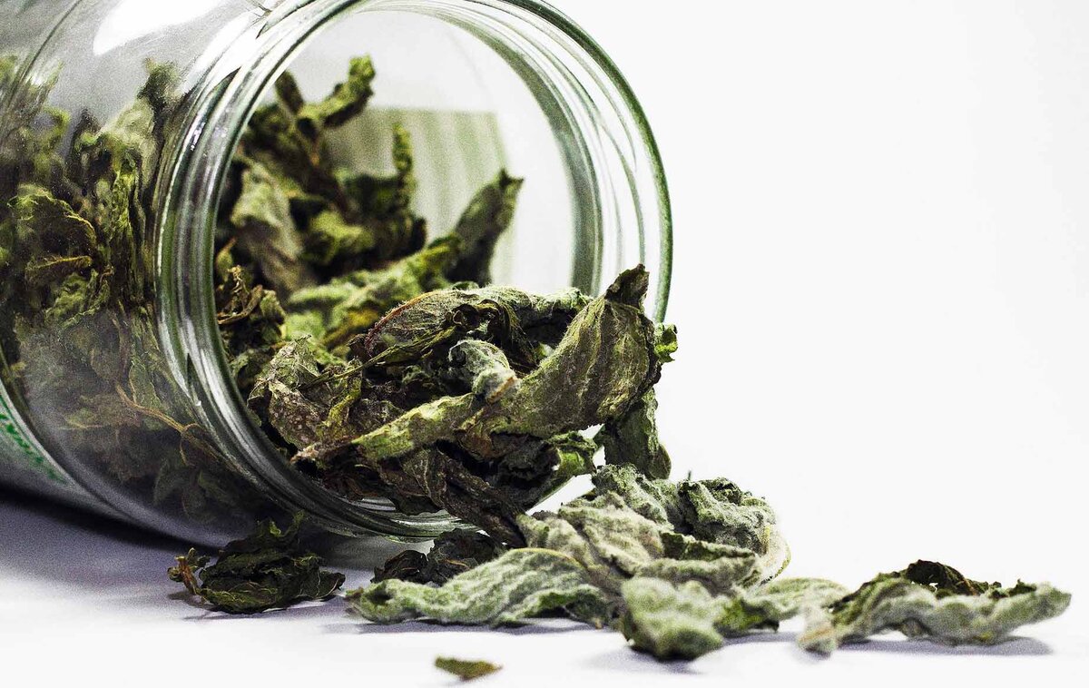 Как хранить собранные травы